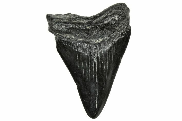 Juvenile Megalodon Tooth - South Carolina #328495